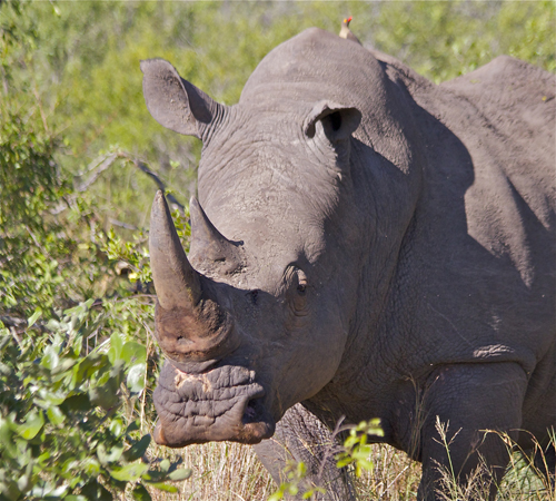 rhino.jpg