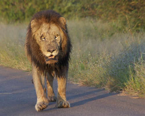 lion.jpg