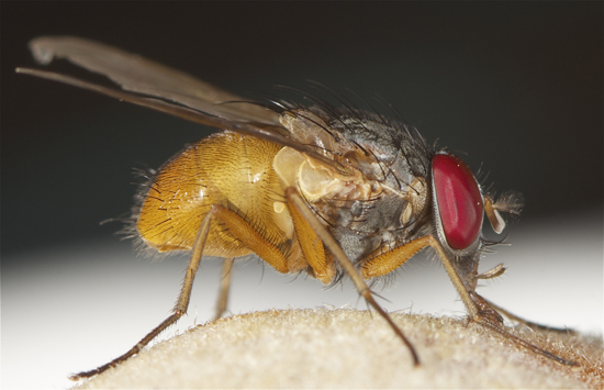 fly1.jpg