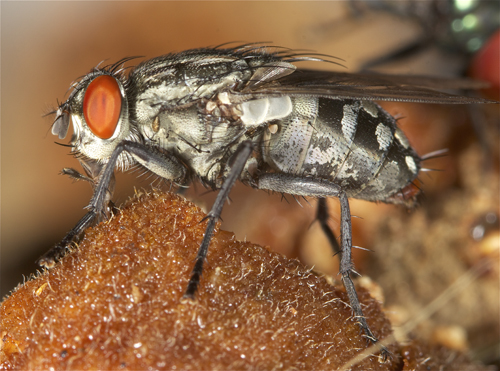 fly4.jpg