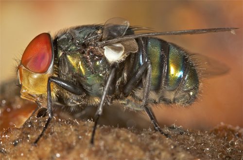 fly5.jpg