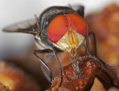 fly6.jpg
