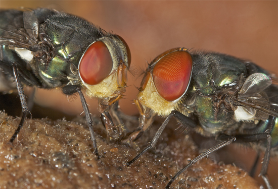 flyduo.jpg