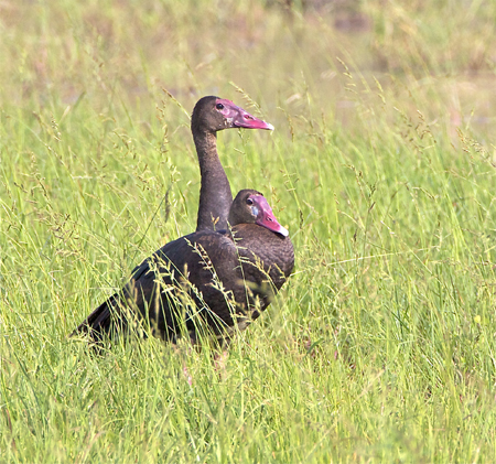 SWGoose.jpg