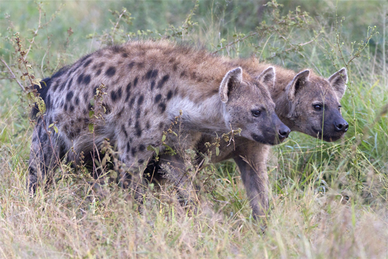 hyena.jpg