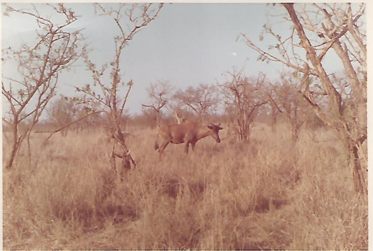 Scan0004.jpg