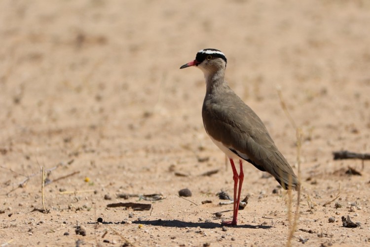 Crowned plover.JPG