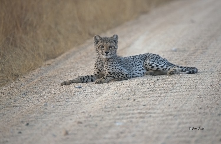 Baby Cheetah Road.jpg