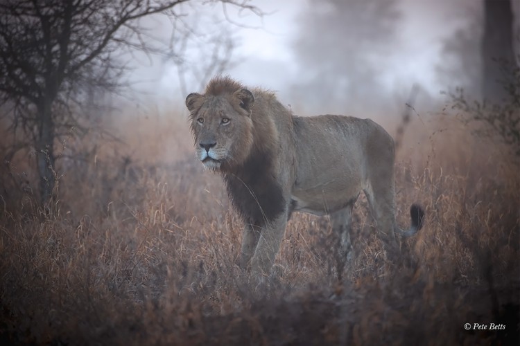 ccWild Lion.jpg