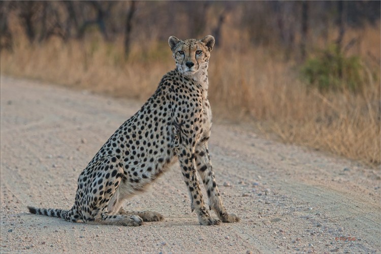 Cheetah in Road.jpg