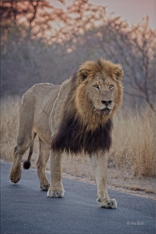 HDR Lion.jpg