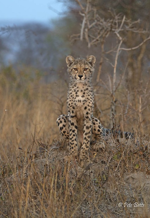 Cheetah Cub Anthill.jpg