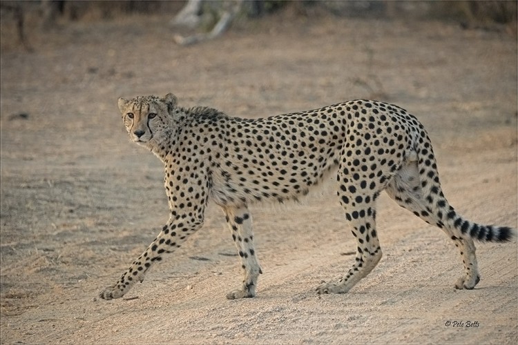 Cheetah Crossing.jpg