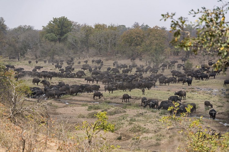 Tsendze Loop Mega Herd.jpg