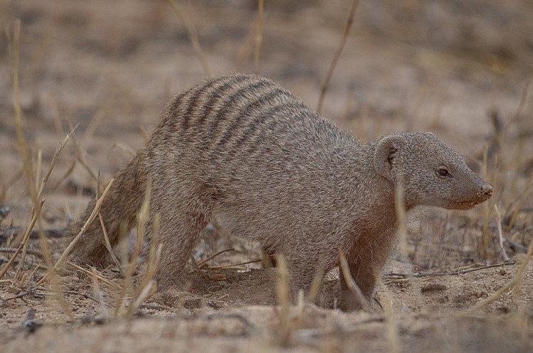 Banded Mongoose at Geinab (100).jpg