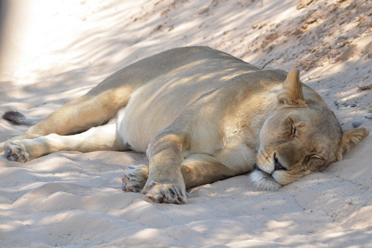 DSC_2460_00012.jpg