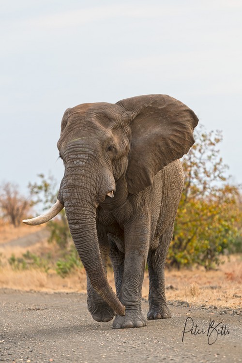 Road Block Bull Ellie.jpg