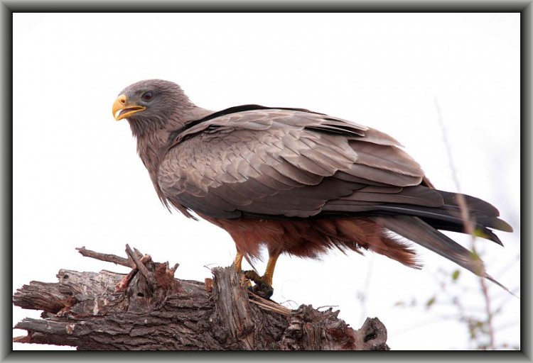 L21-3 Yello-billed Kite.jpg