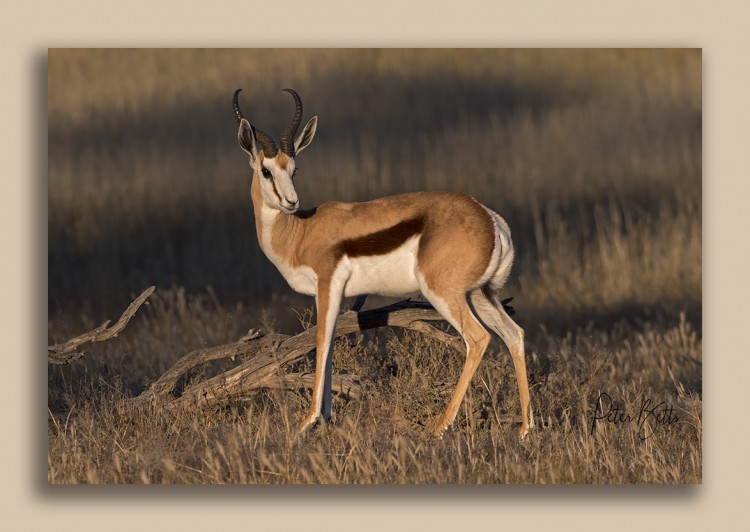 Springbok Ram.jpg