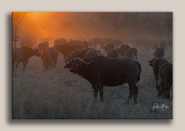 Sunrise H7.jpg