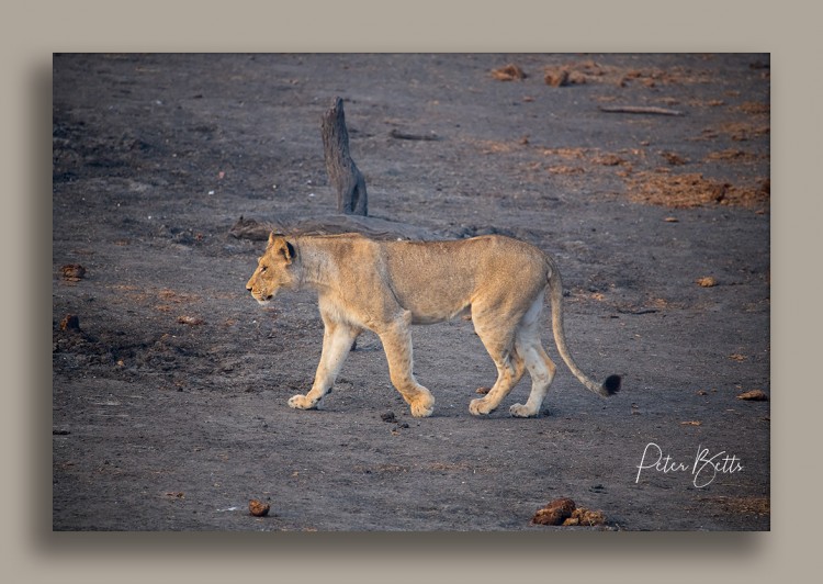 Great Light Lioness.jpg