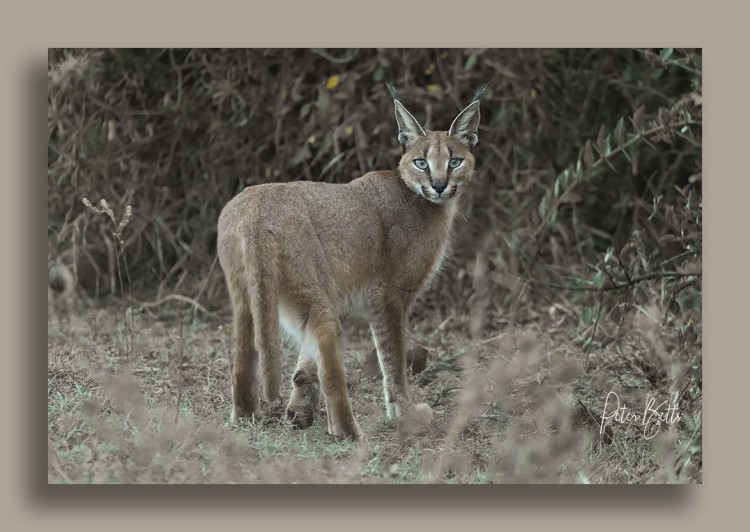 Caracal.jpg