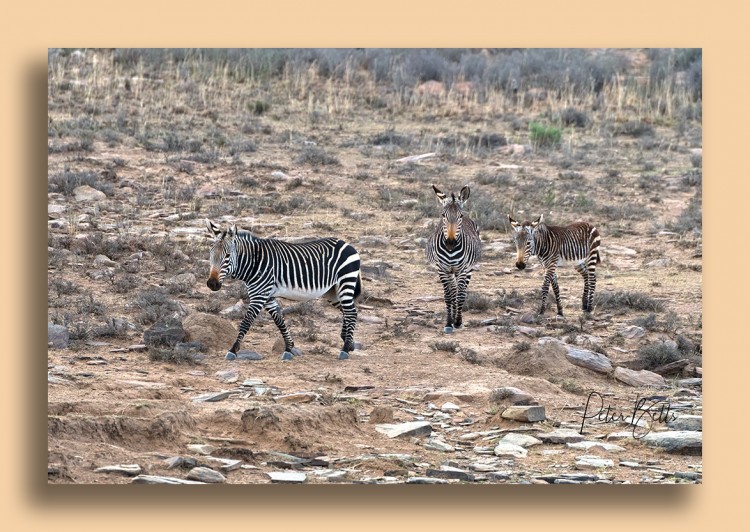 Mt Zebra Family Trek.jpg