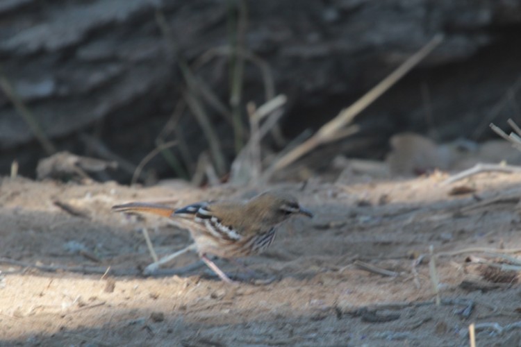 white-browed scrub robin.jpg