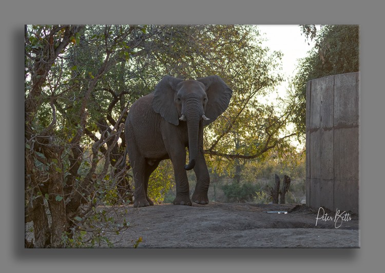 Lamont  Waterhole Elephant at Sunset.jpg