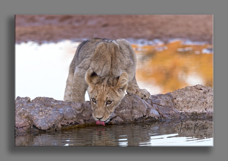 Dalkeith waterhole Kgalagadi.jpg