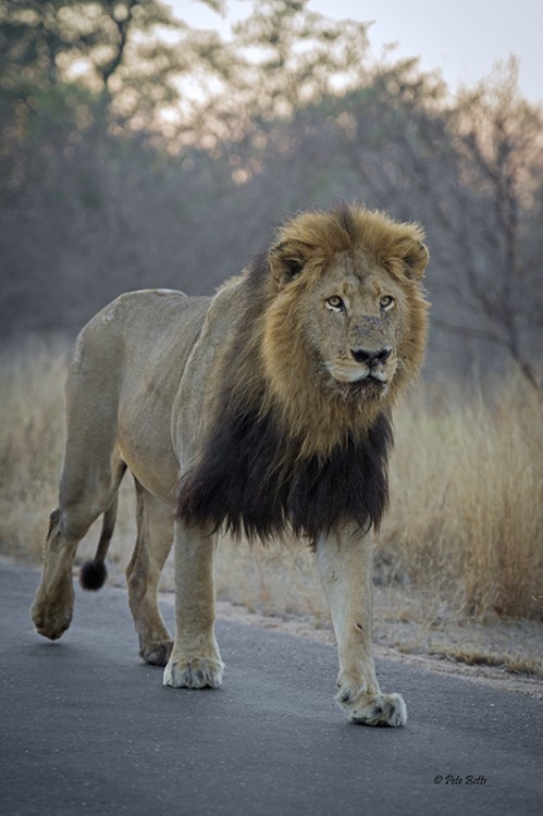 Skybeds 2 Male Lion approach.jpg