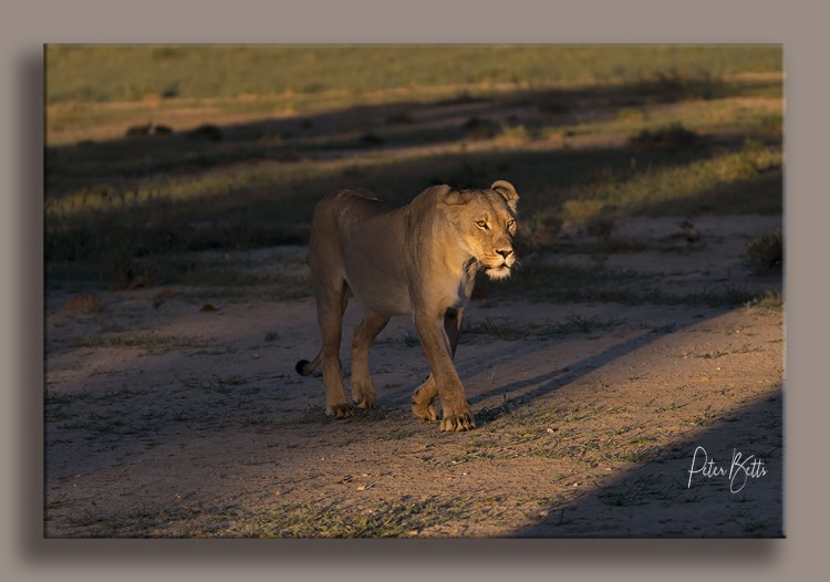 Studio Light Lioness.jpg
