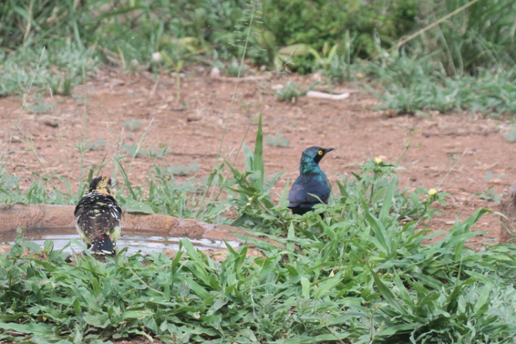 creasted barbet and greater blue-eared starling.jpg