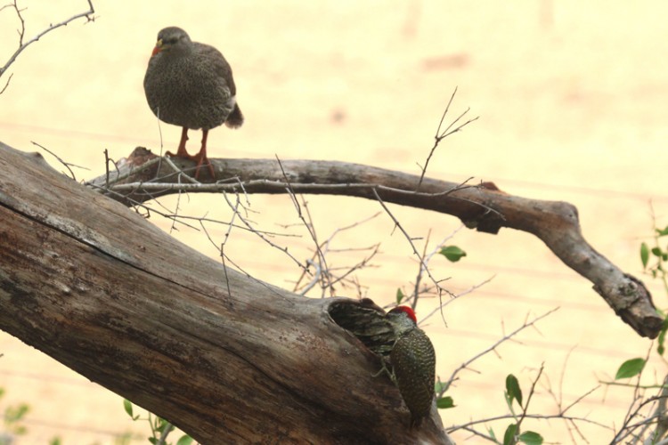 golden-tailed woodpecker and natal spurfowl.jpg