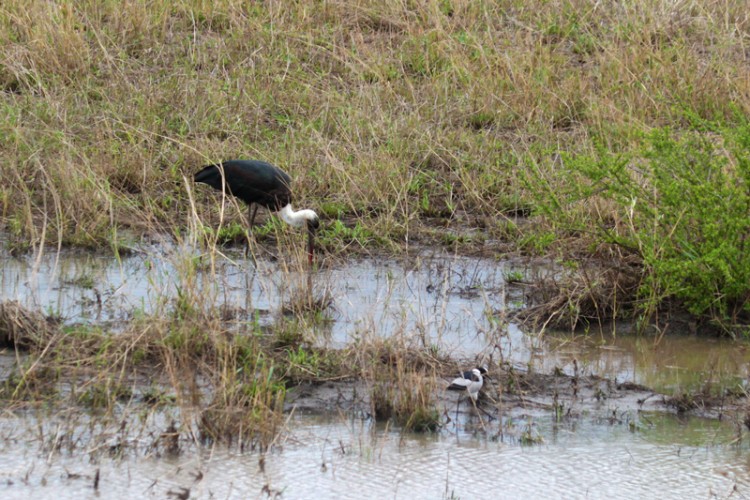 blacksmith lapwing and wooly-necked stork.jpg
