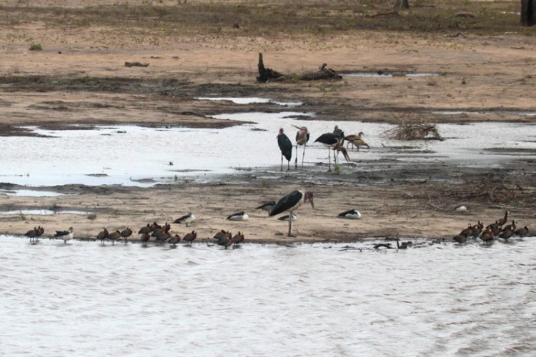 comb duck, egyptian goose, marabou stork and white-faced duck.jpg