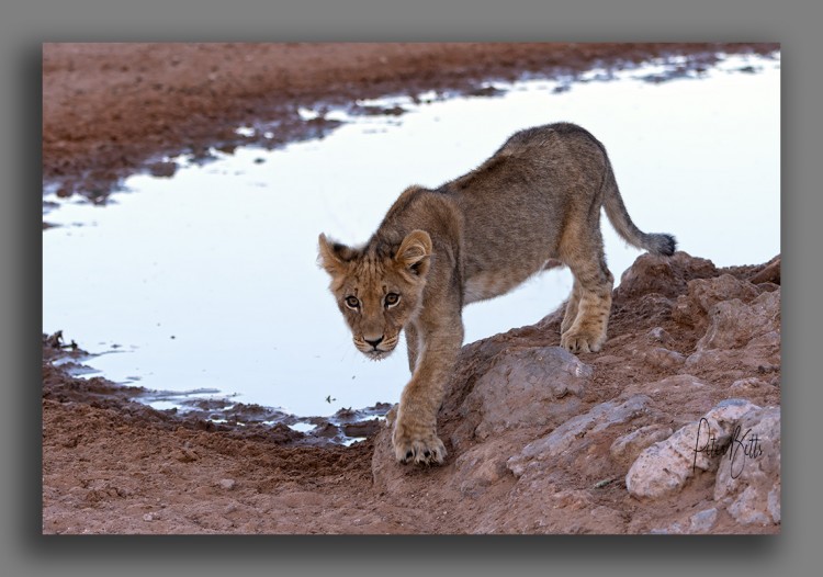 Lion Cub Dalkeith Waterhole.jpg