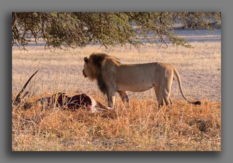 Gemsbok Breakfast.jpg