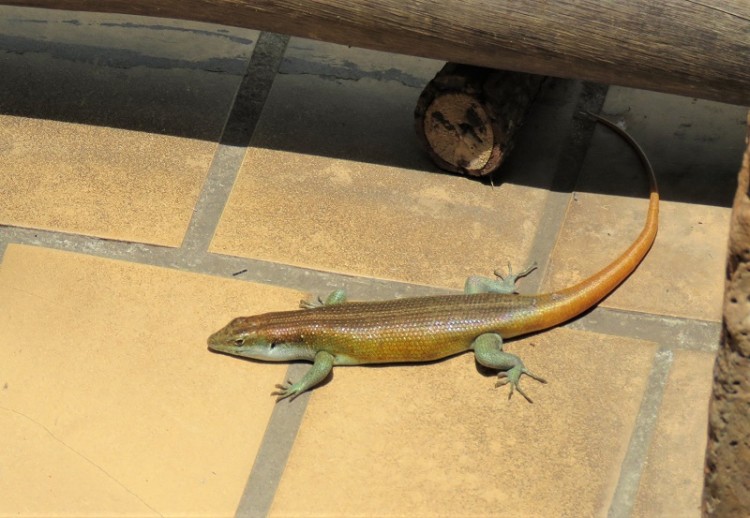 Rainbow skink(Mopani).JPG