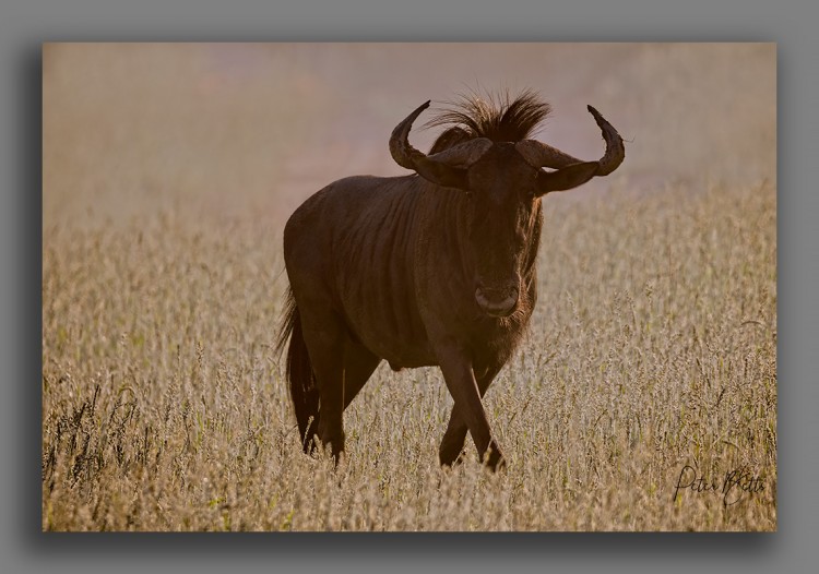 Backlit Wildebeest.jpg
