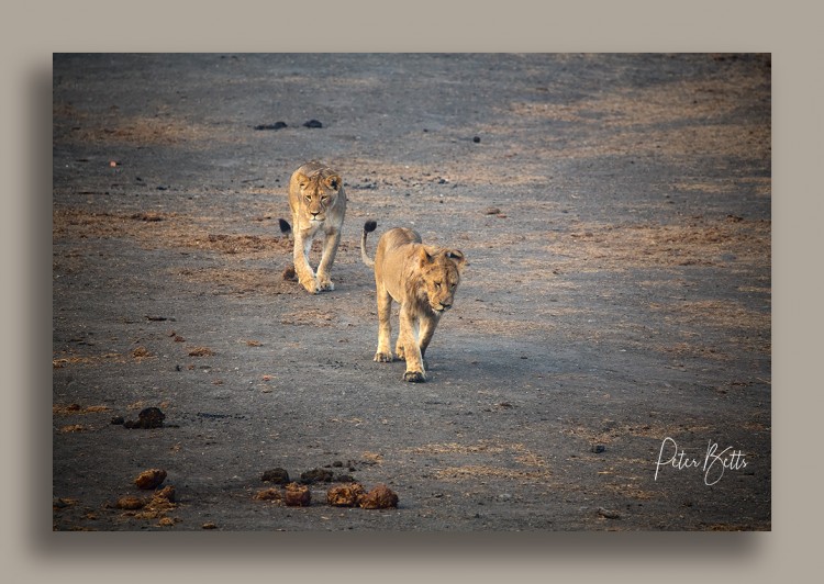 Lion dam walkers.jpg