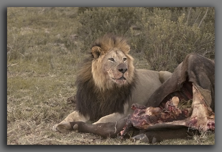 Addo Lion Kill.jpg