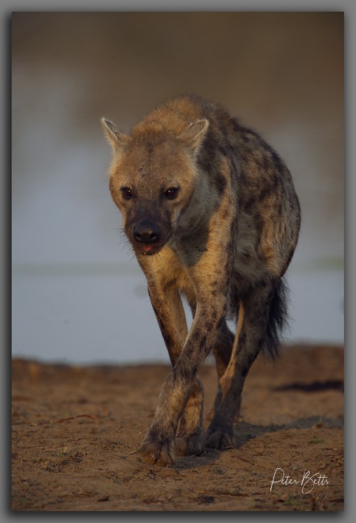 Nkaya Pan Hyena.jpg