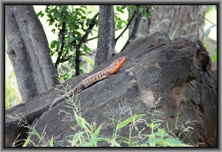 Common Giant Plated Lizard.jpg