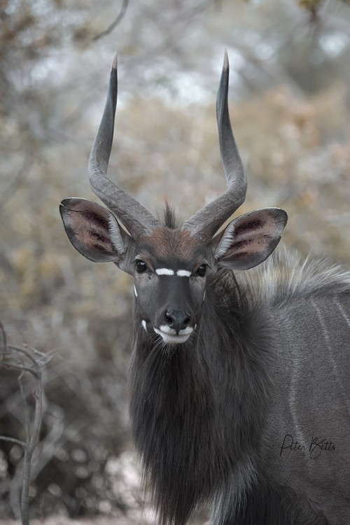 Nyala Bull Portrait.jpg