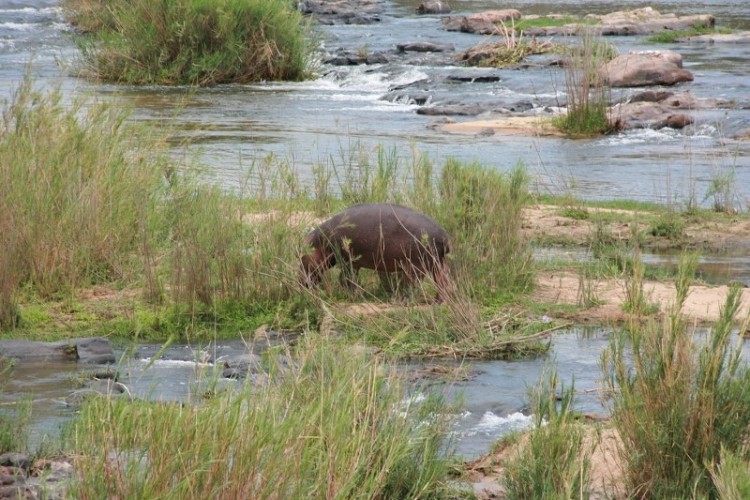 Hippo at hippo pool 10.11.2009
