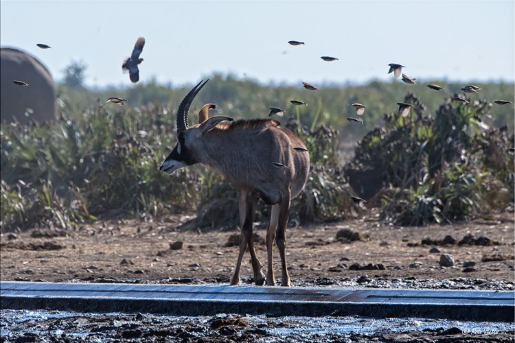 Roan Birds.jpg