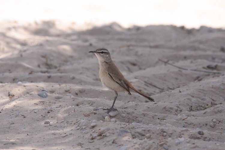 ktp4Kalahari scrub-robin.jpg