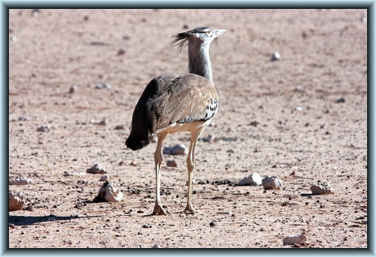 17-9Kori Bustard.jpg