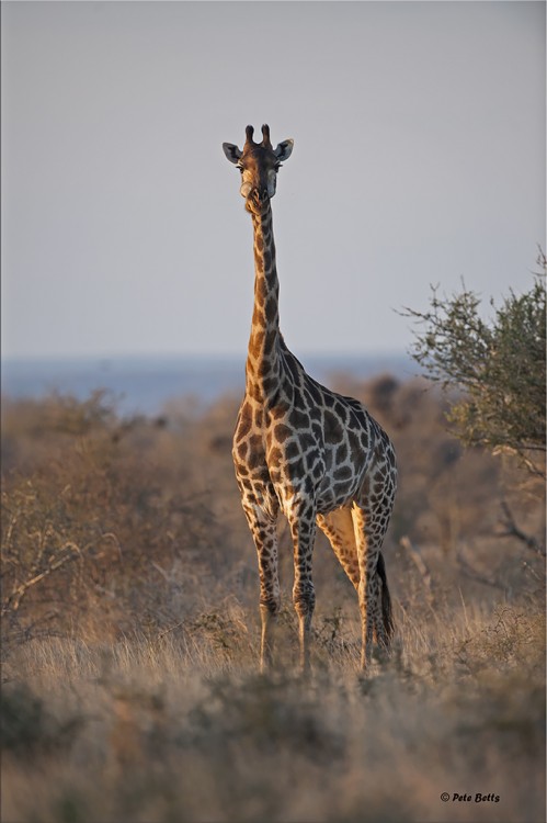Balule Giraffe.jpg